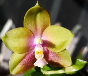 Phalaenopsis Long Trieu