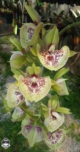 Catasetum Penang