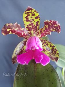 Cattleya Mr Bojangles