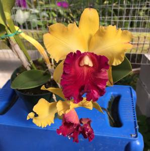 Rhyncholaeliocattleya Tainan Gold