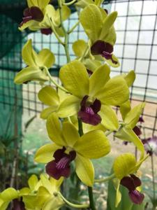 Dendrobium Sri-Siam