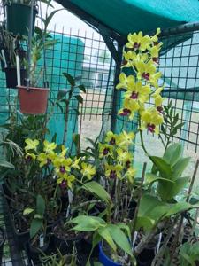 Dendrobium Sri-Siam