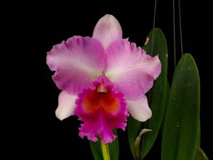 Rhyncholaeliocattleya Pink Diamond