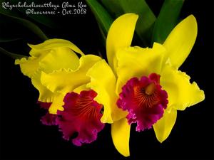 Rhyncholaeliocattleya Alma Kee