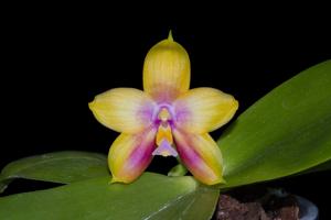 Phalaenopsis Zheng Min Pixels