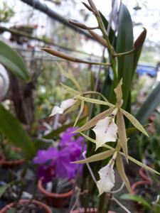 Brassoepidendrum Scott Rodgers