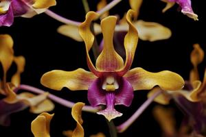 Dendrobium Kah Kiat Neo Sally