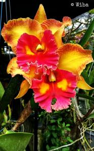 Rhyncholaeliocattleya Chomthong Fancy