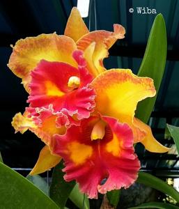 Rhyncholaeliocattleya Chomthong Fancy