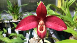 Phragmipedium Inca Fire