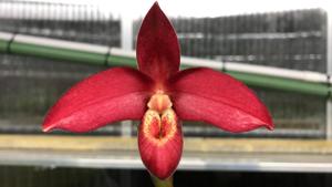 Phragmipedium Inca Fire