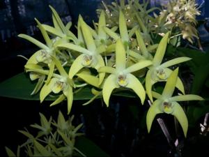 Dendrobium Brimbank Gold