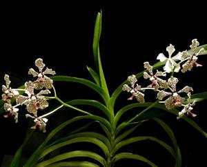 Vanda Burgeffii