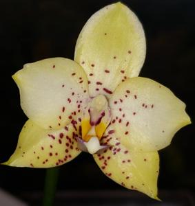 Phalaenopsis Mituo Diamond