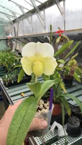 Paphiopedilum In-Charm Space