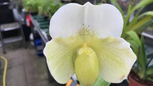 Paphiopedilum In-Charm Space