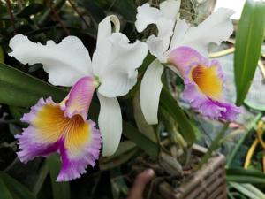 Cattleya Maggie Raphael