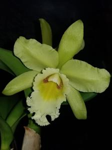 Prosrhyncholeya Orchidom Green Glade