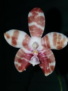 Phalaenopsis Venosasp