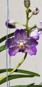 Vanda Pakchong Blue-tessellata