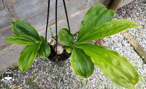 Catasetum Stephen Moffitt