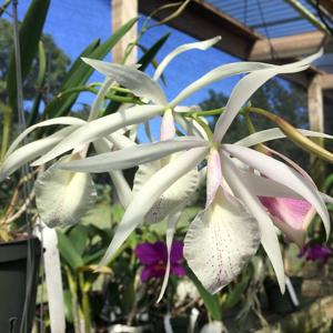 Brassocattleya Jane Buss