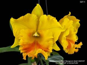 Rhyncholaeliocattleya Haadyai Delight