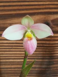 Phragmipedium Hanne Popow