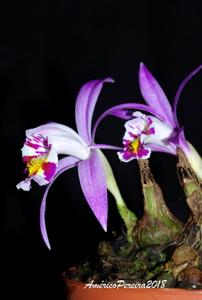 Pleione lagenaria