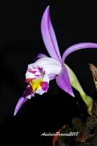 Pleione lagenaria