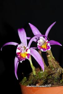 Pleione lagenaria