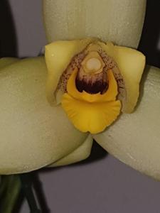 Lycaste Memoria Kageyuki Mito