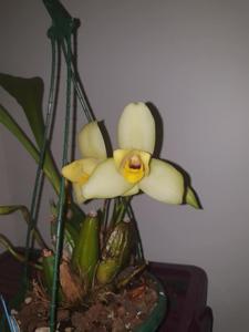 Lycaste Memoria Kageyuki Mito