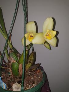 Lycaste Memoria Kageyuki Mito