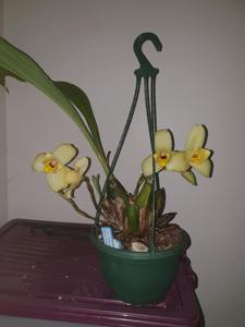 Lycaste Memoria Kageyuki Mito