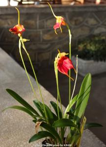 Masdevallia Elven Magic