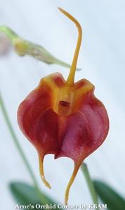 Masdevallia Elven Magic