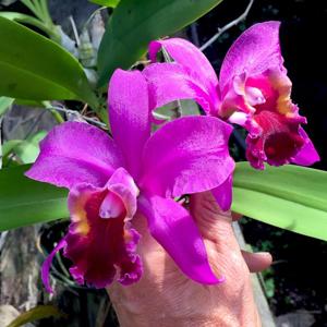 Rhyncholaeliocattleya Purple Belle