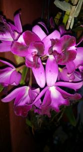 Cattlianthe Tristar Bouquet