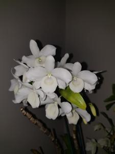 Dendrobium Fortune