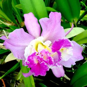 Rhyncholaeliocattleya Chatooga River