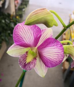 <i>Dendrobium</i> Burana Sweet
