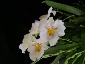 Miltoniopsis Hurricane Ridge