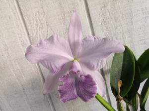 Cattleya Featherrae