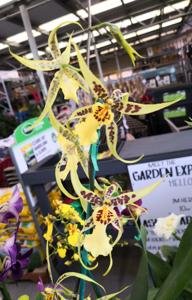 Brassidium Yellow Star