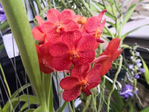 Vanda Boonyarit Red