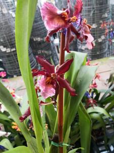 Oncidium Salsa
