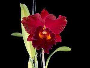Rhyncholaeliocattleya Kat Sky Song