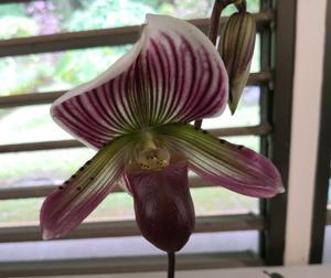 Paphiopedilum Grand Mayne