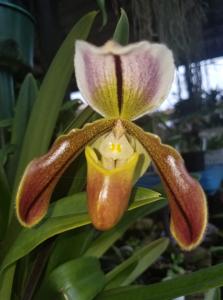 Paphiopedilum Bob Cryder